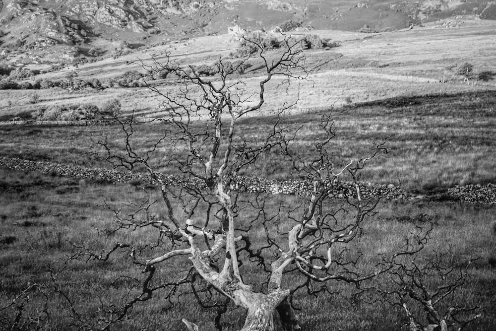 Photographie d’arbre sans feuille