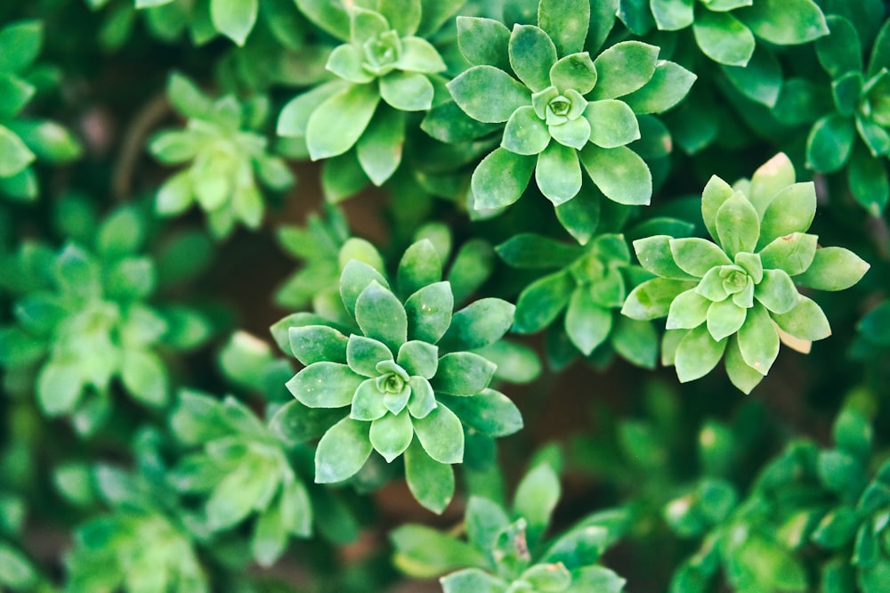 green plant on focus photography