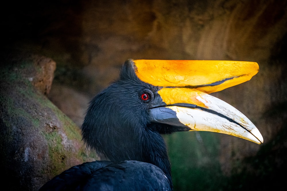 black and yellow bird