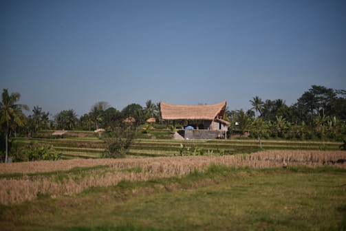 A thatched-roof building stands amidst lush, tiered rice fields under a clear blue sky. Palm trees and dense vegetation surround the area, creating a serene and rural setting.