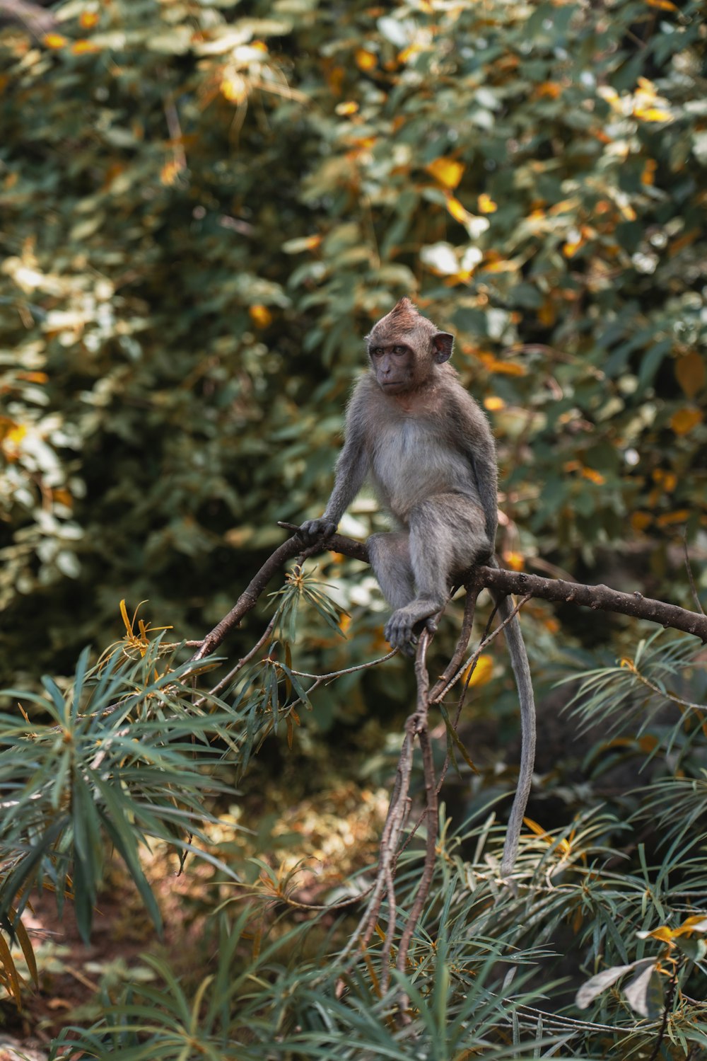 Scimmia marrone sulla fotografia a fuoco selettiva