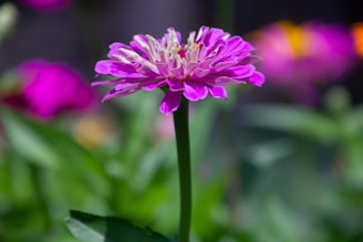 A vibrant pink flower with multiple petals sits atop a slender green stem, surrounded by a softly blurred green and pink background. The petals display gradients of pink with some lighter shades near the base, creating a striking contrast.