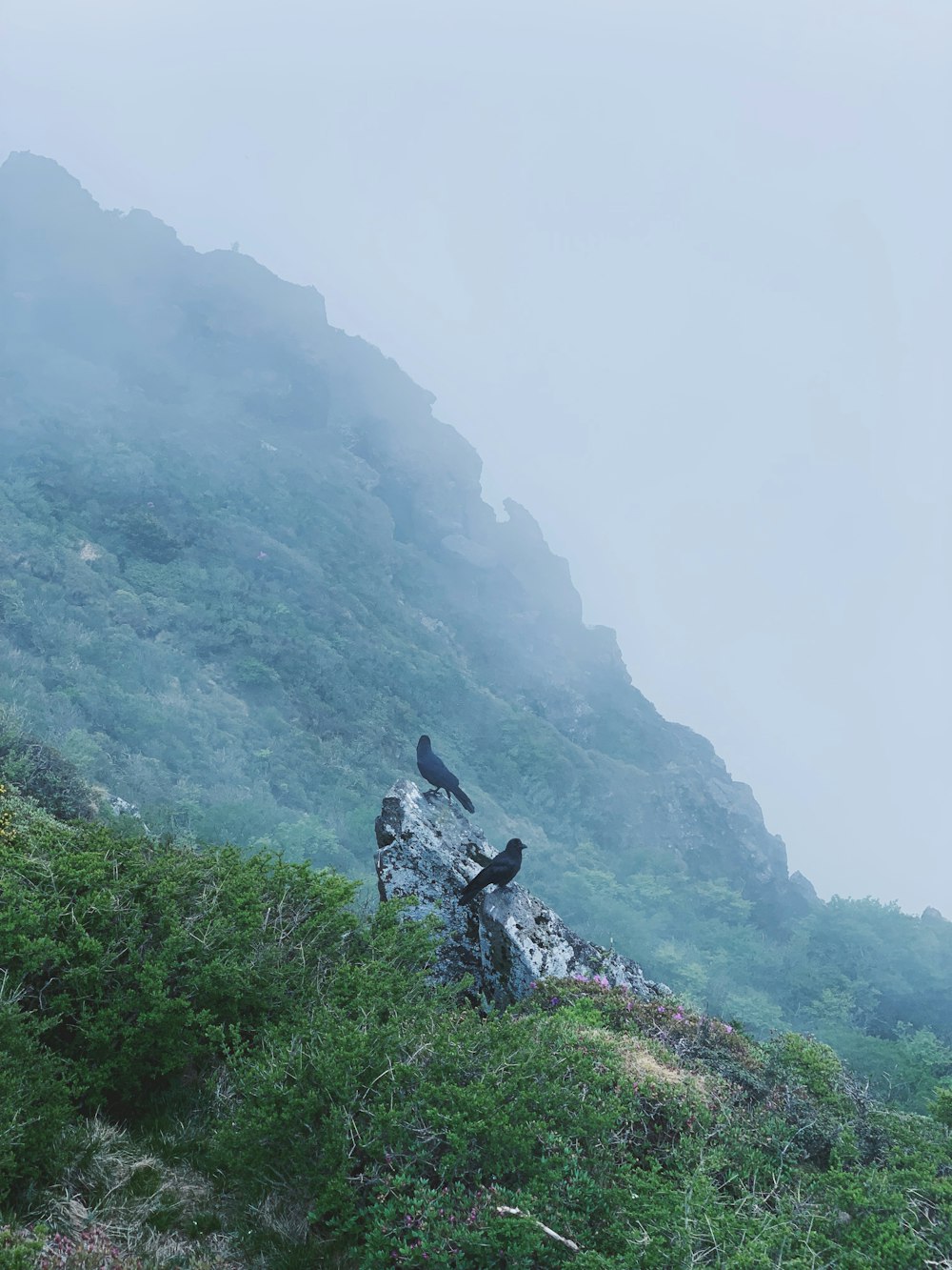 two black birds on rock formation