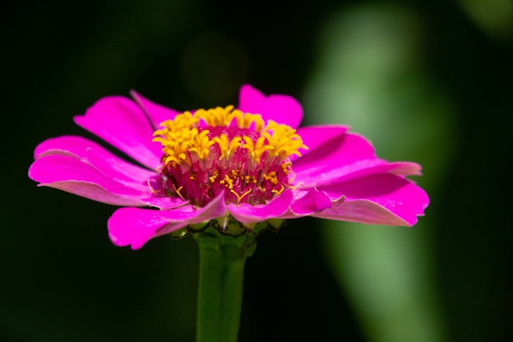 pink-petaled flower