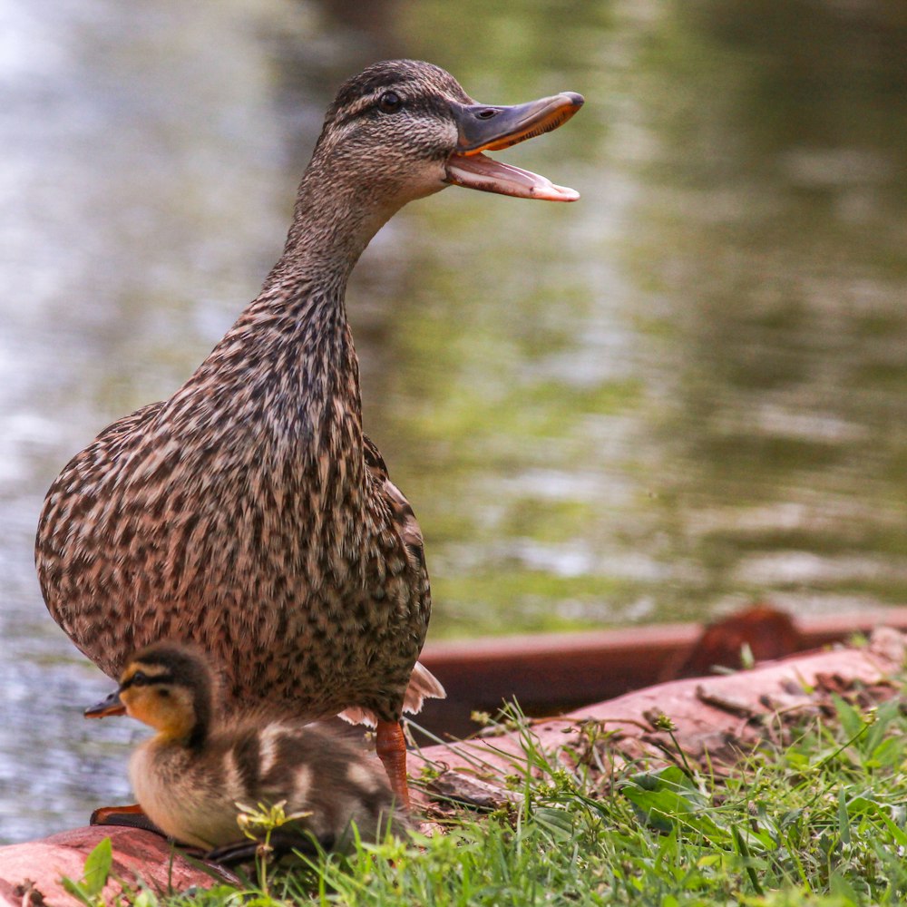 brown duck with duckling