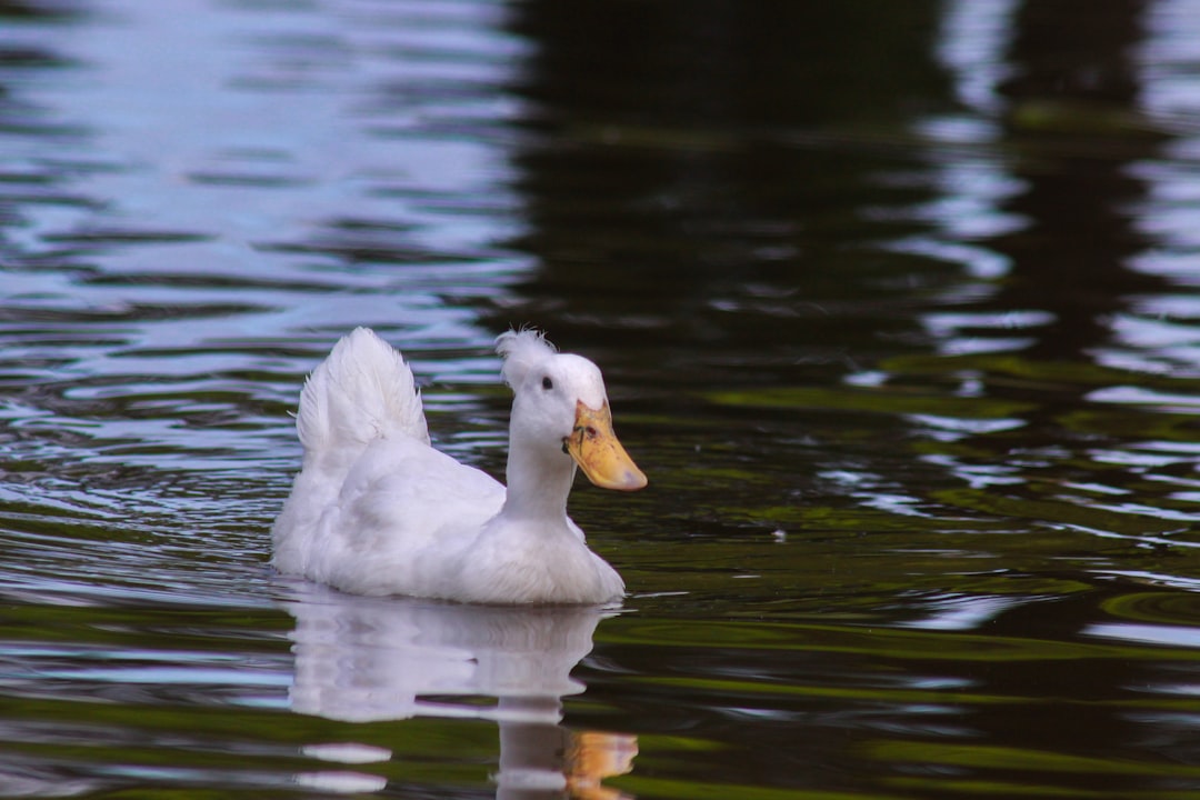 white duck in body of water