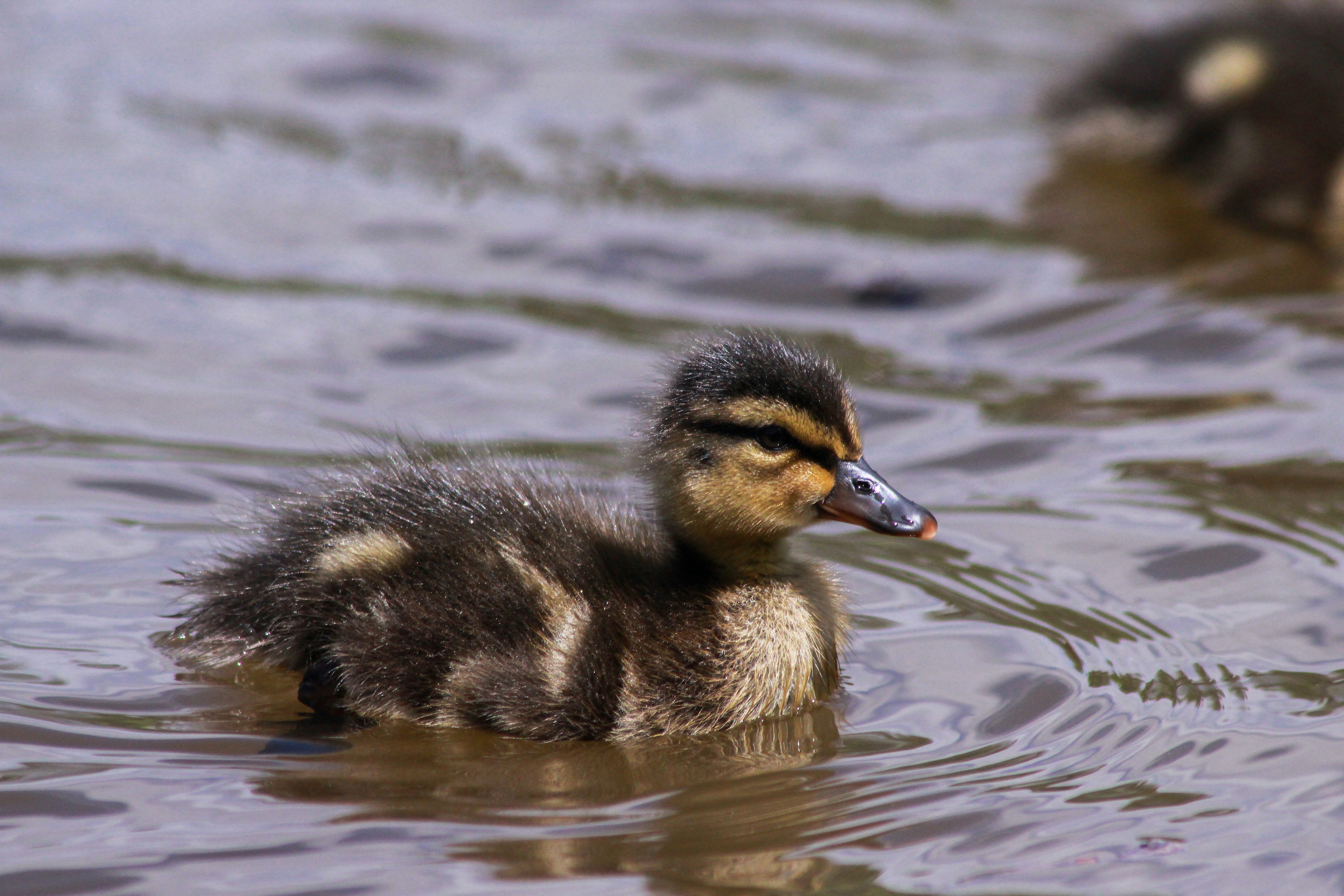 Fluffy duckling swimming.