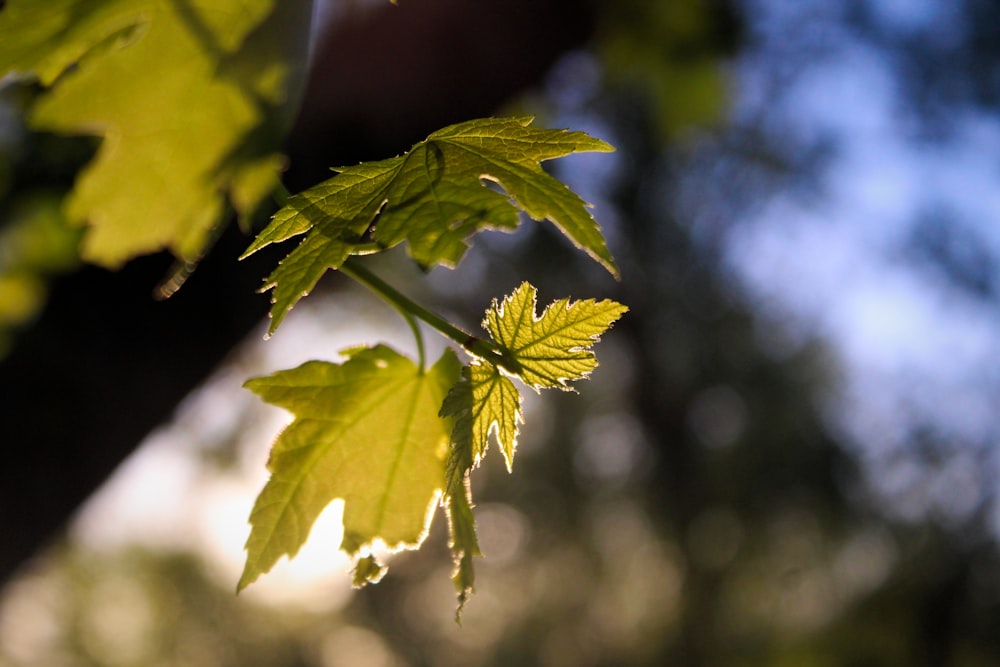 green plant