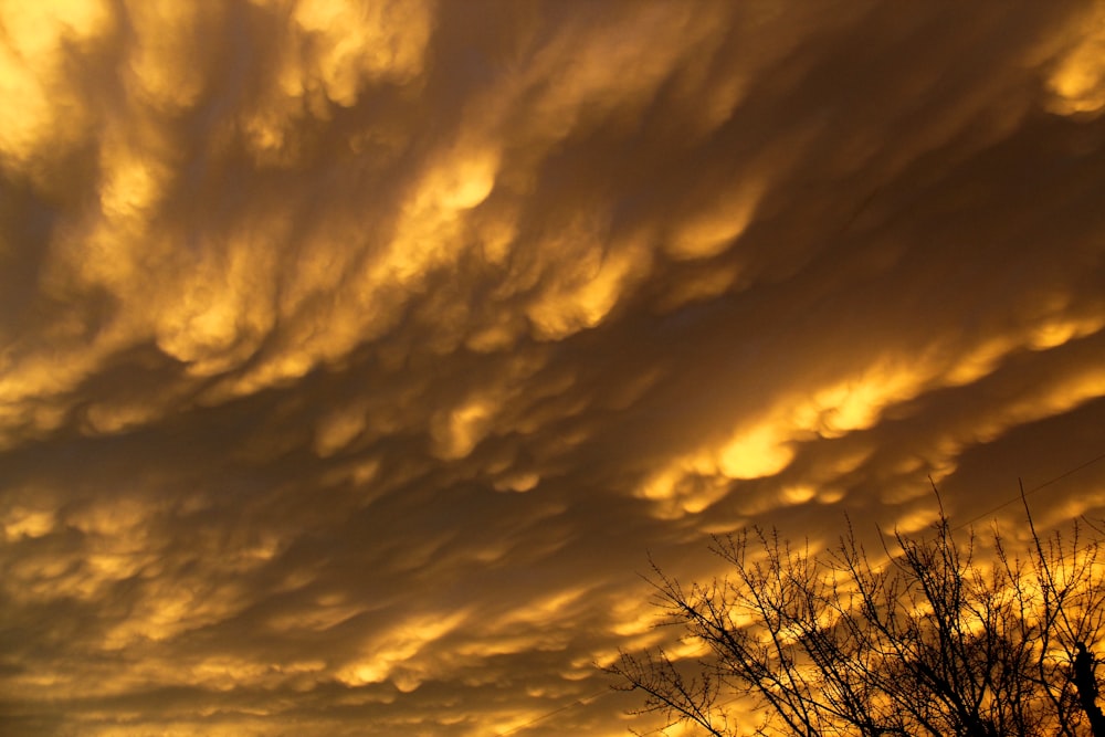 baretree under orange sky