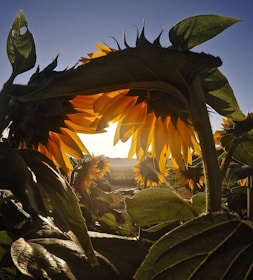 Sunflowers leaning towards a bright sunrise, symbolizing hope and new beginnings.