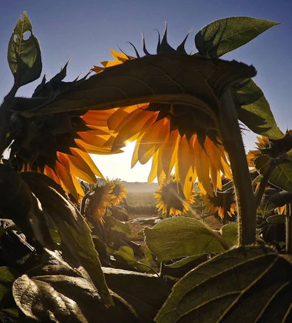 Golden sunflowers stretching towards a clear blue sky at sunrise around the cozy gite.