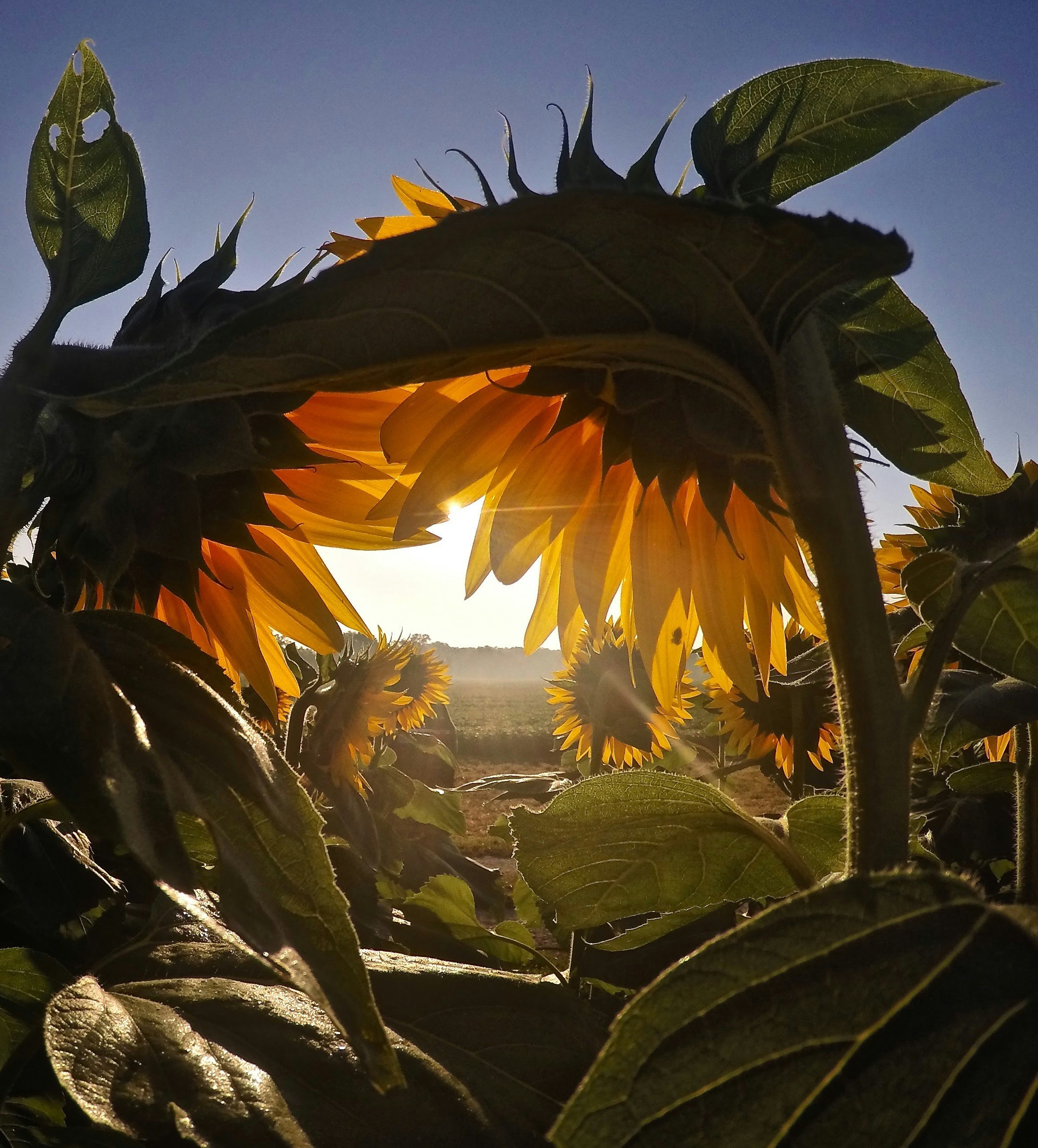 Sunflower Hug