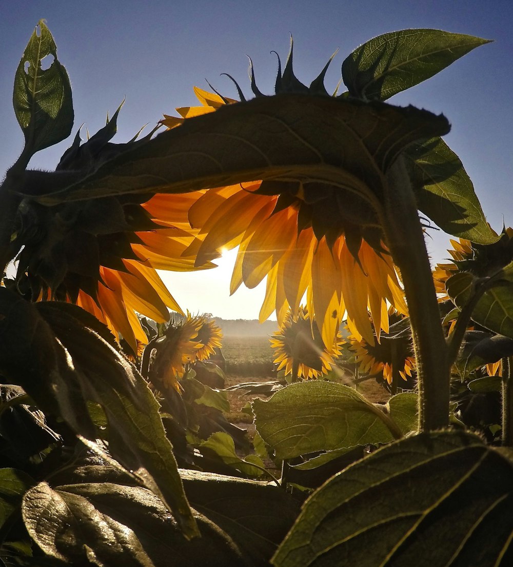 yellow sunflowers