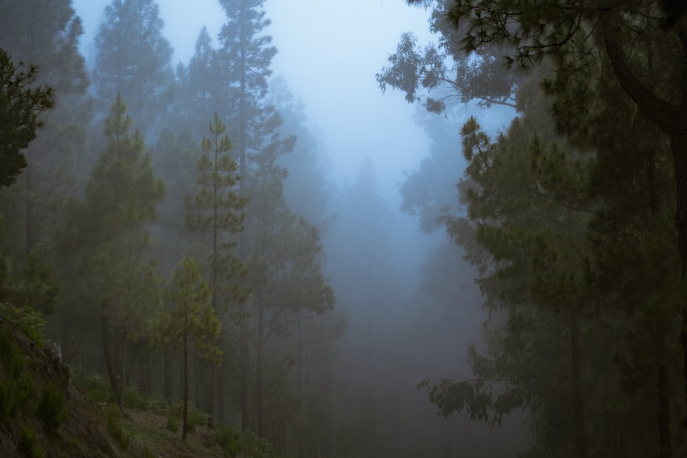 trees surrounded by fogs