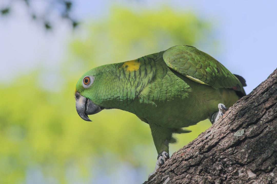 green parrot perching on top of the tree
