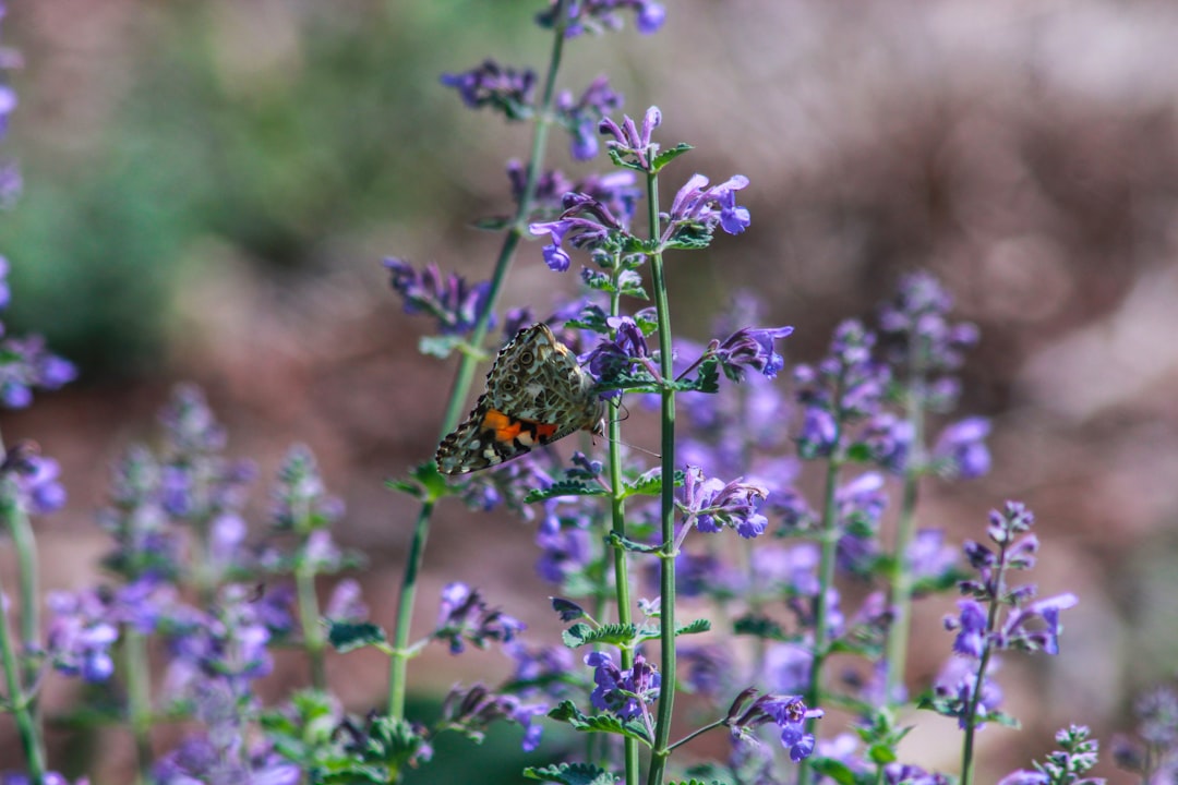 selective focus photography of purple flowers