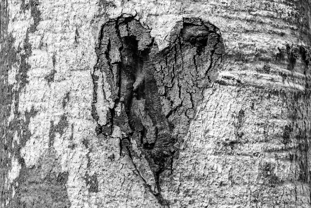 forma di cuore in tronco d'albero