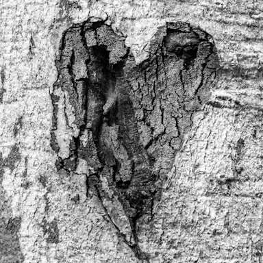 heart shape in tree trunk