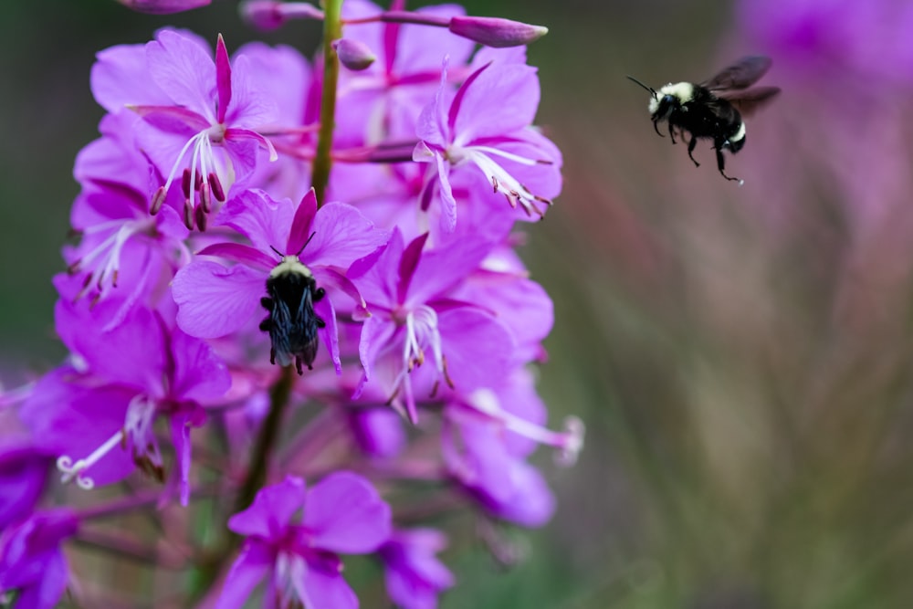 purple petaled flowers