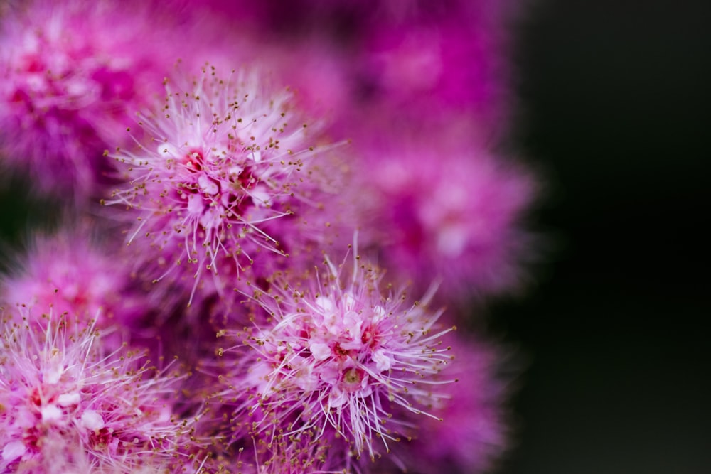 selective focus photo of pink flowers