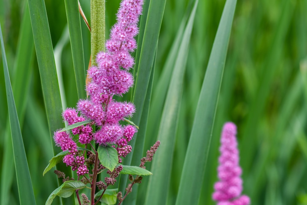 flor de lavanda púrpura