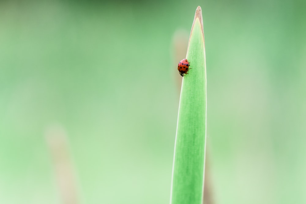 red lady bug on leaf