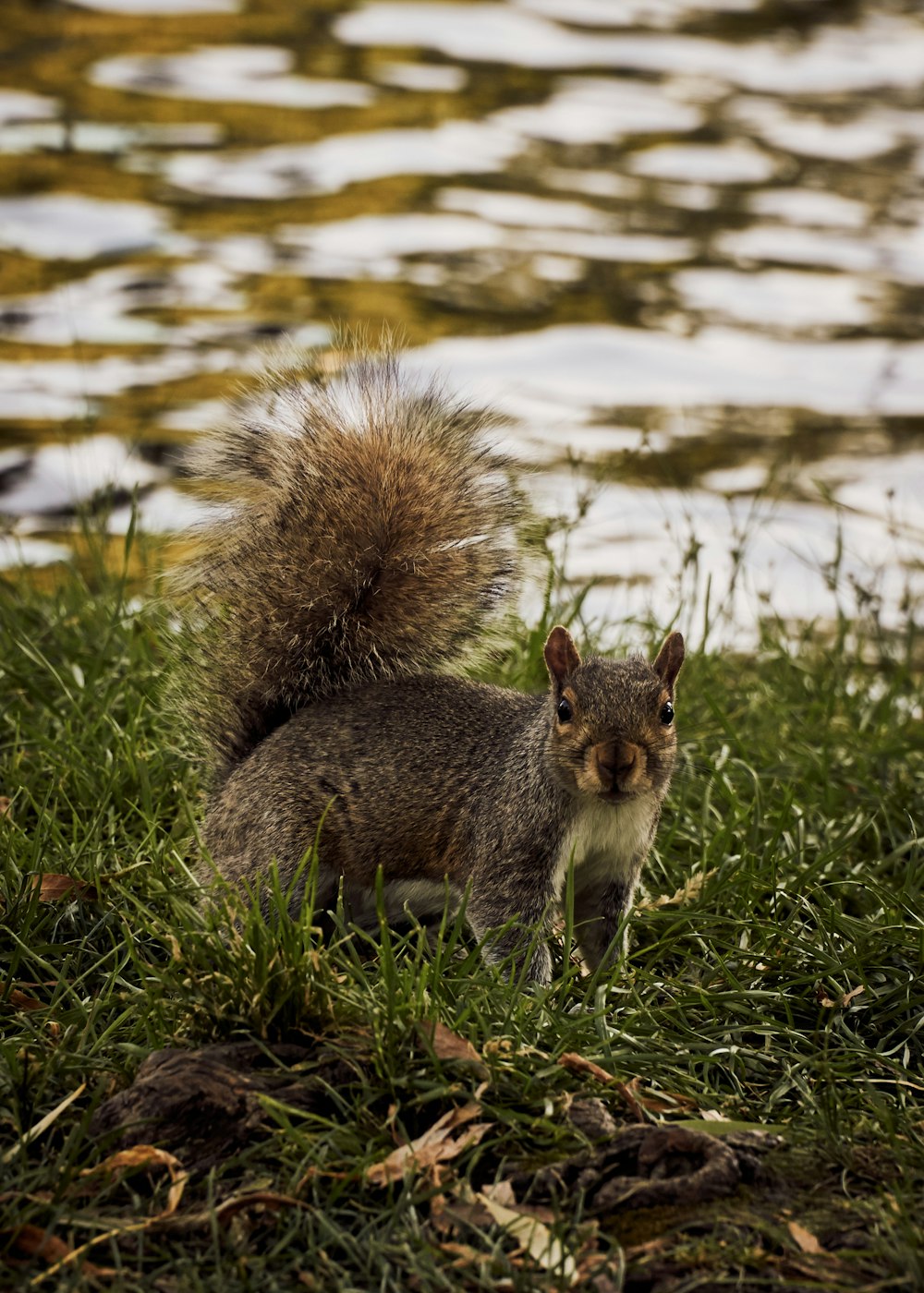 brown squirrel