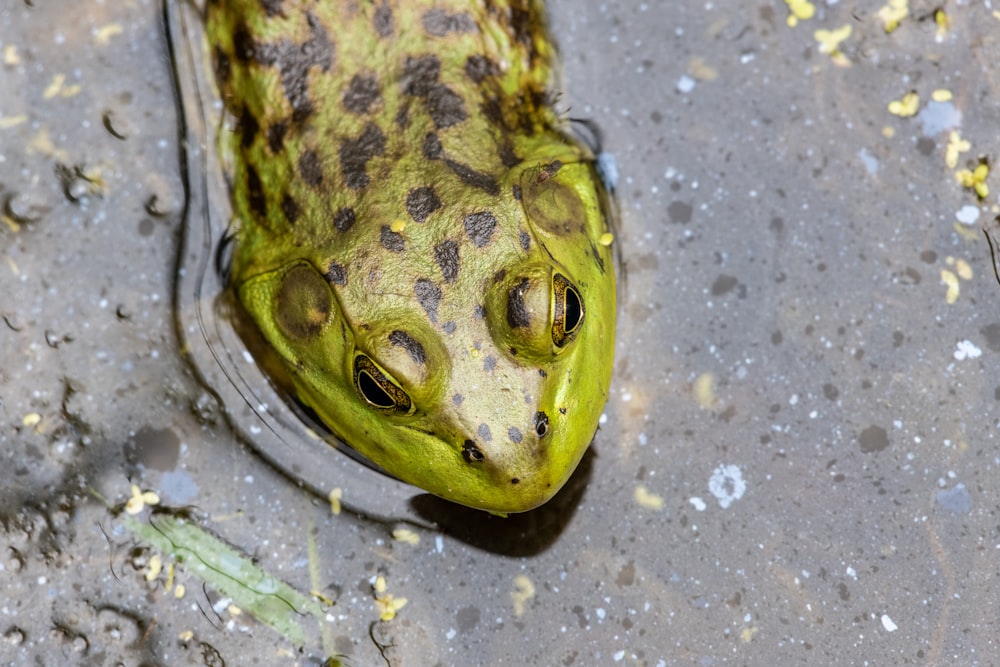 Grüner Frosch