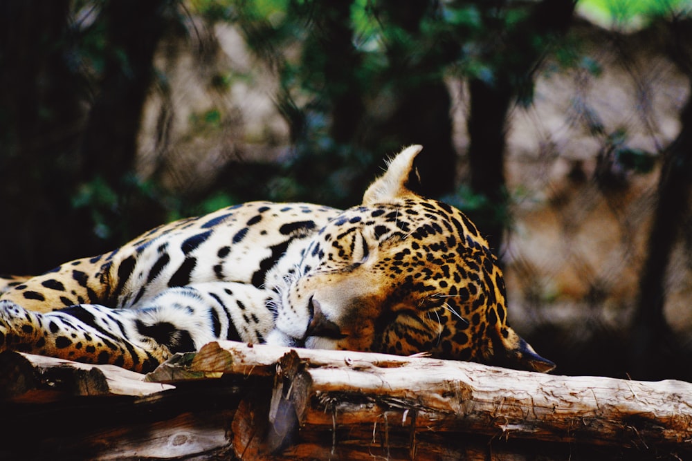 cheetah lying on brown wood