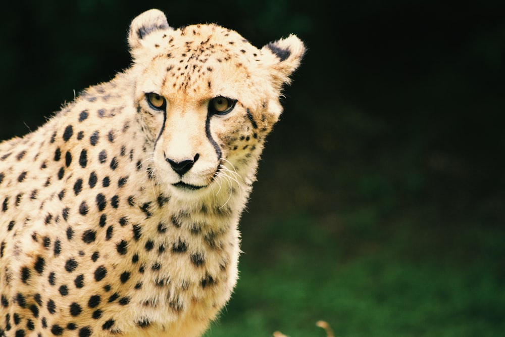 brown cheetah