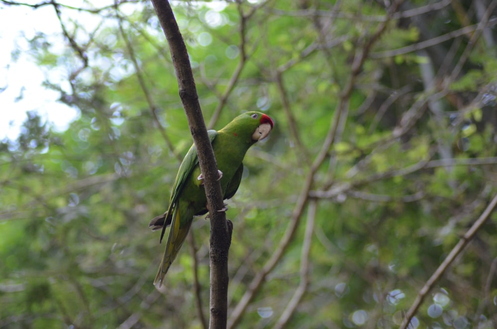 green parrot