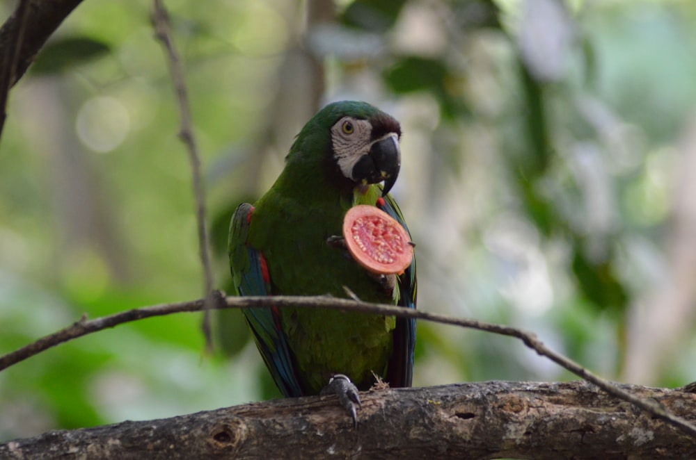 green parrot