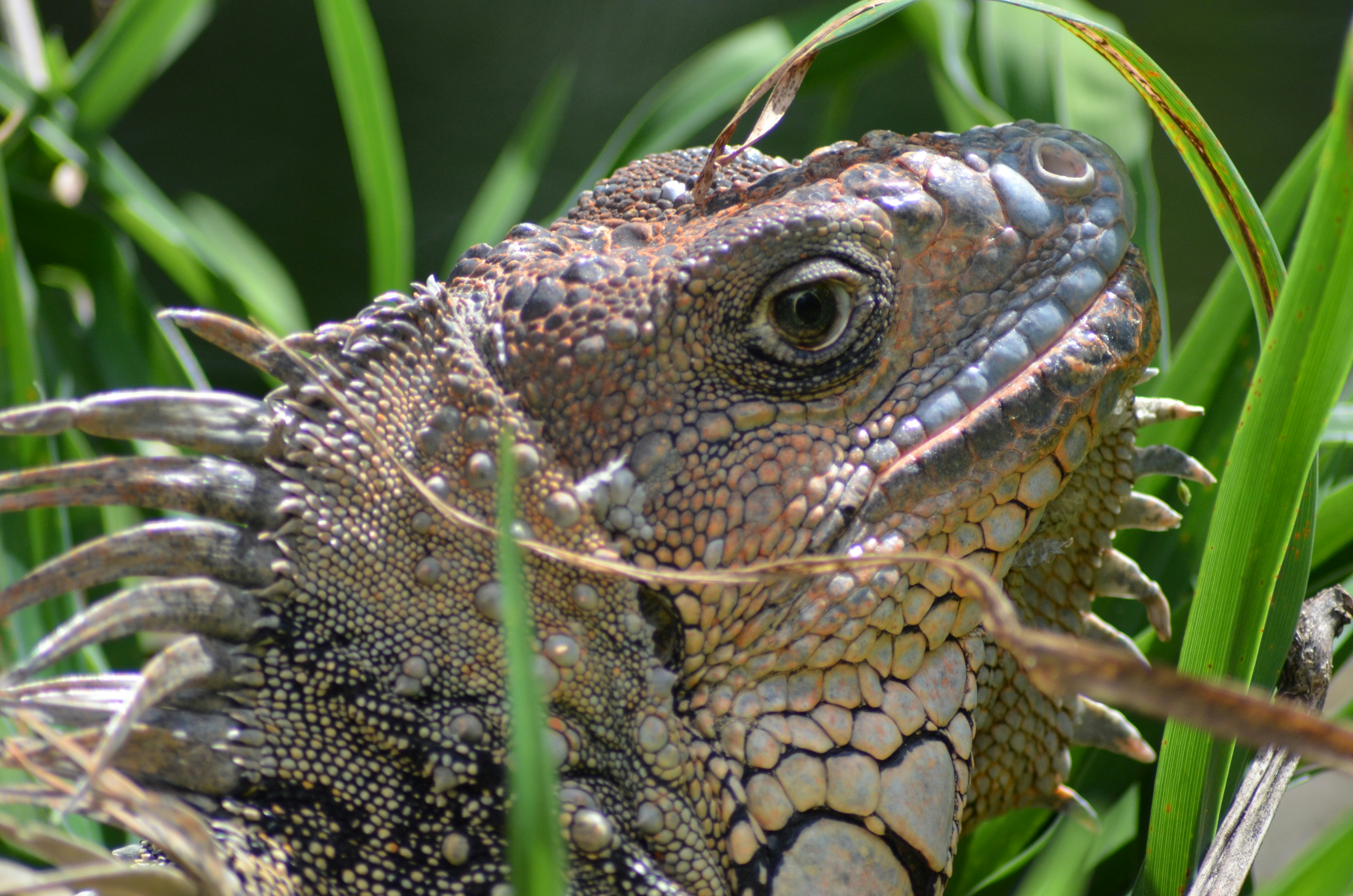 Photo by jcguarinpenaranda