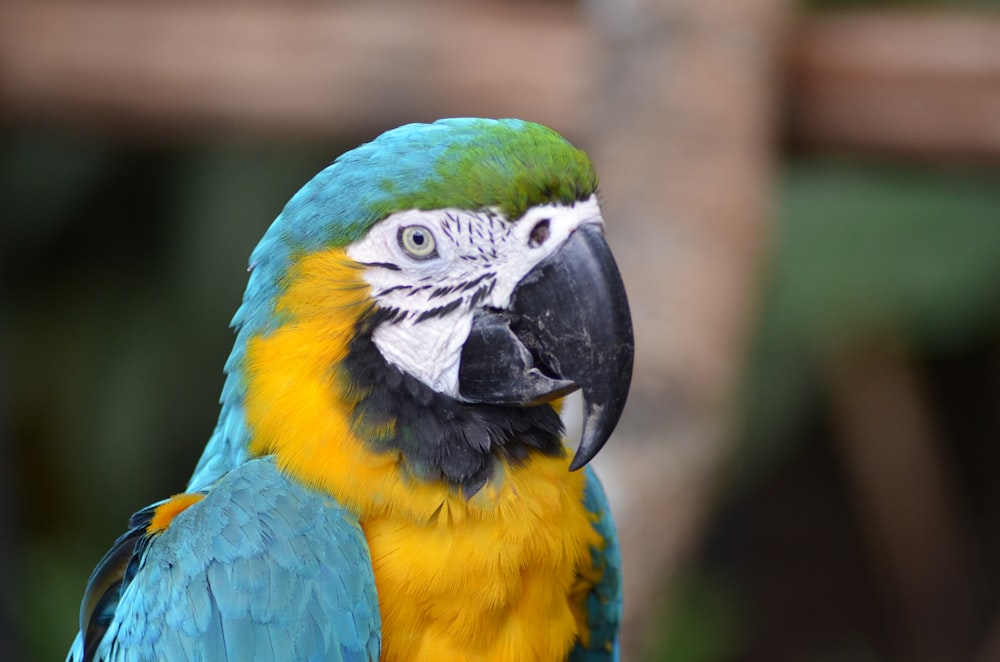 green and yellow macaw close-up photography