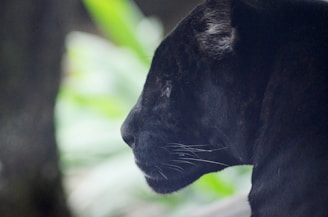 A black panther is shown in profile, its sleek dark fur contrasting against a blurred natural background. The lighting highlights the texture of its fur and the whiteness of its whiskers.