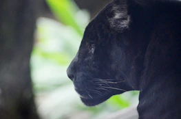 A sleek black panther silhouette against a dark, cinematic background evoking mystery and power.