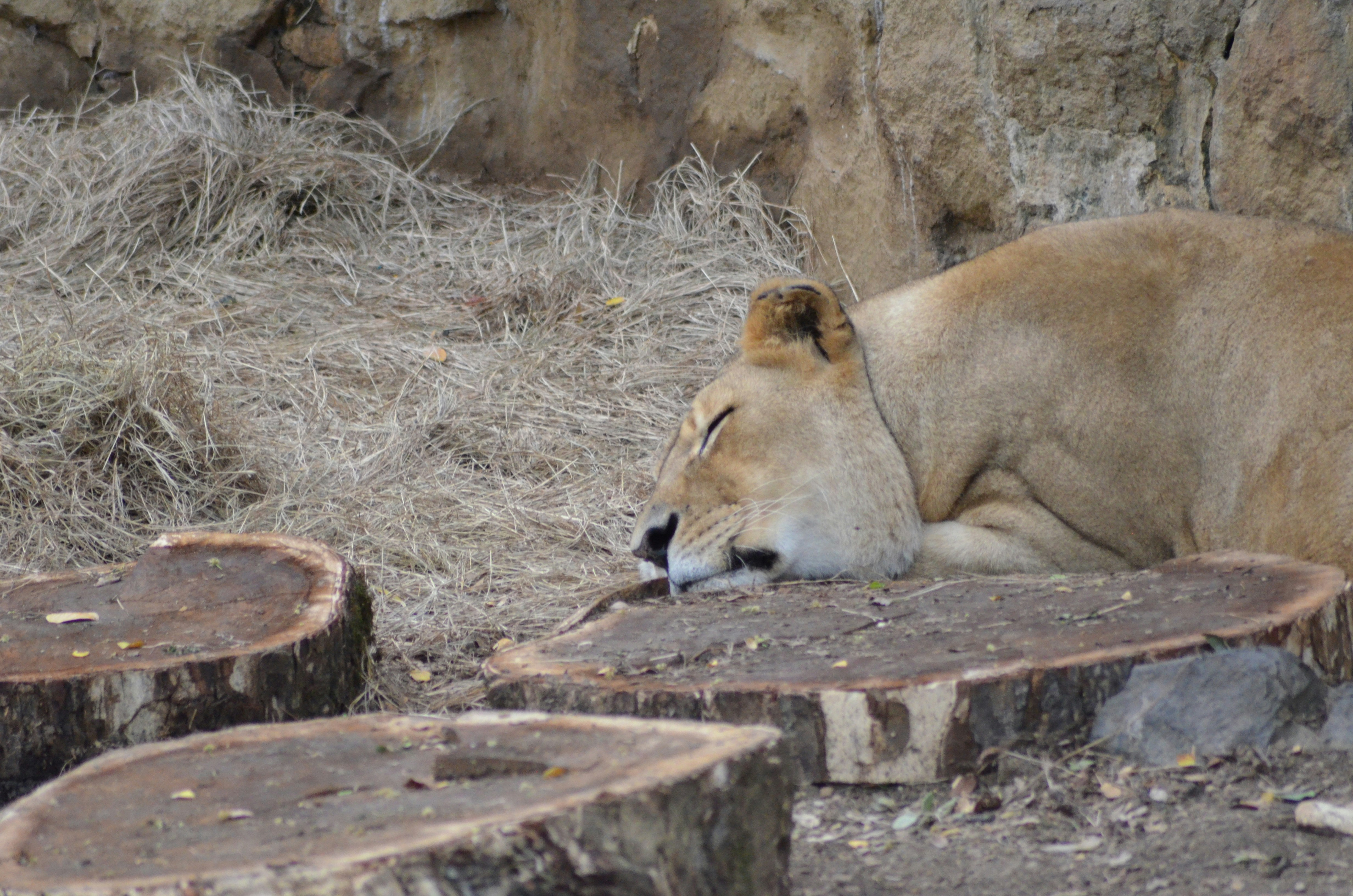 Photo by jcguarinpenaranda