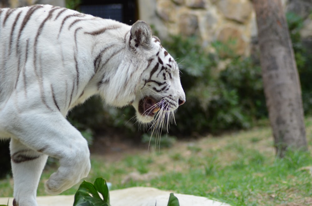 white tiger