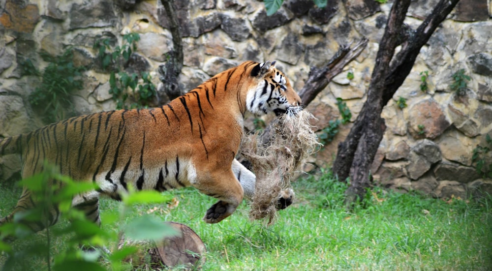 tiger running during daytime