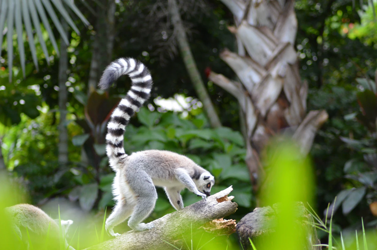 Ring-tailed lemur sitting on a branch