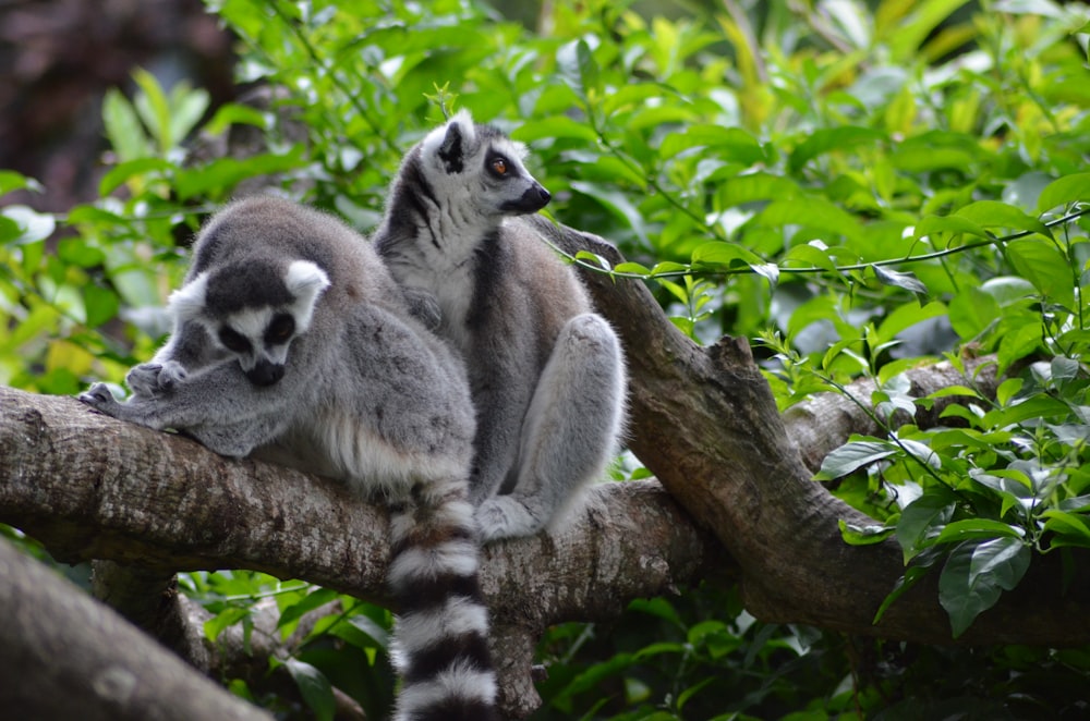 two ring-tailed lemurs resting on branch