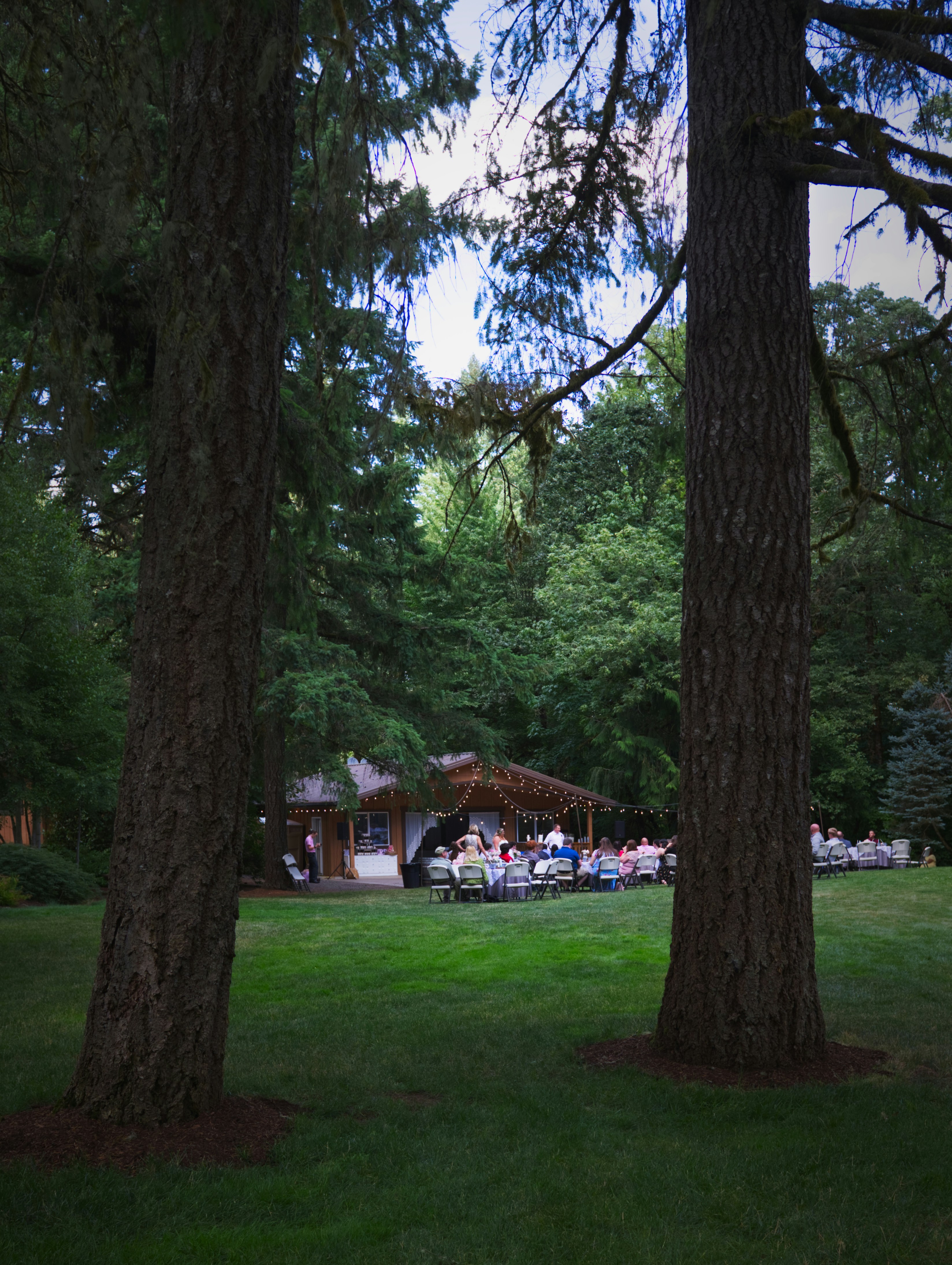 pine trees near people sitting