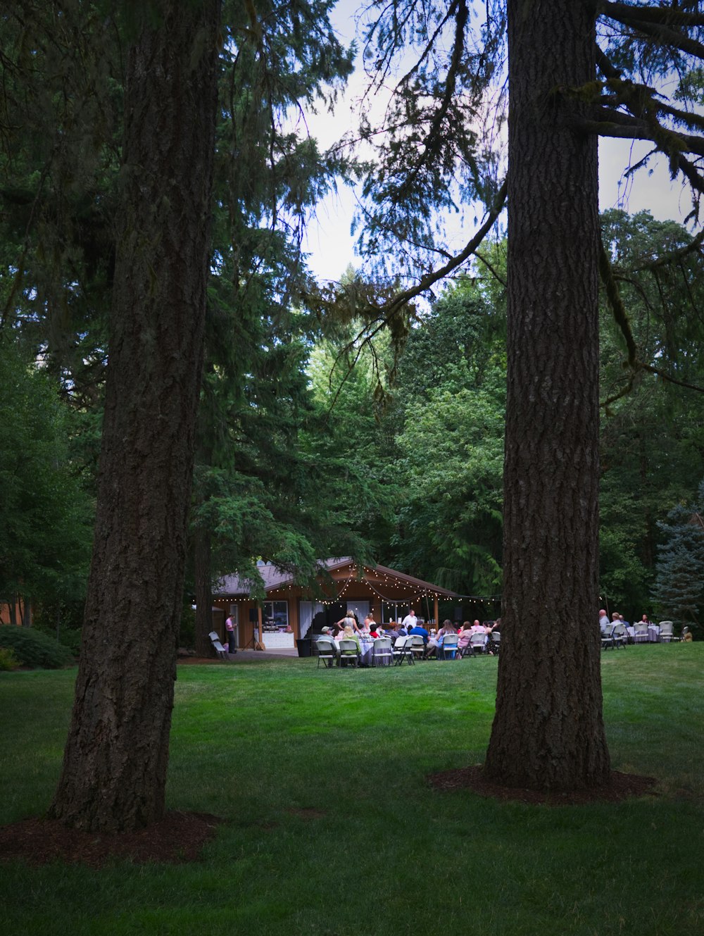 pine trees near people sitting