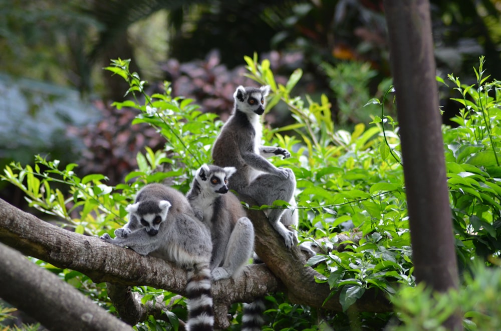 lémures de cola anillada en la rama de un árbol