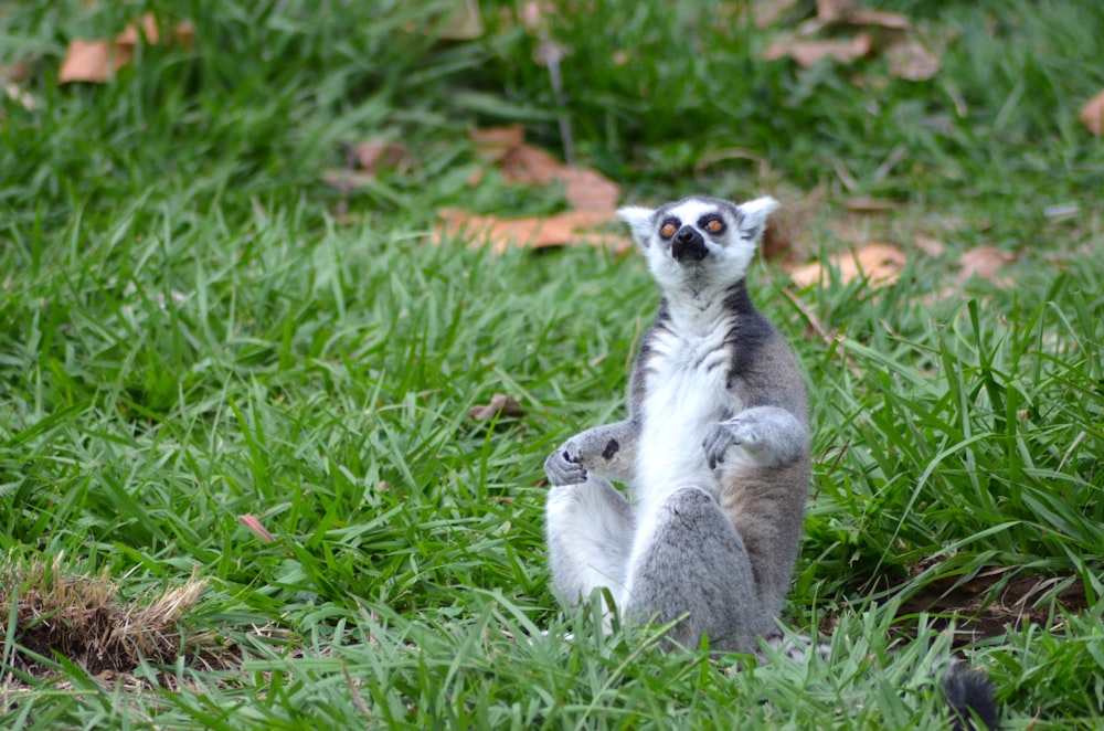 madagascar cat sitting on green grass covered ground