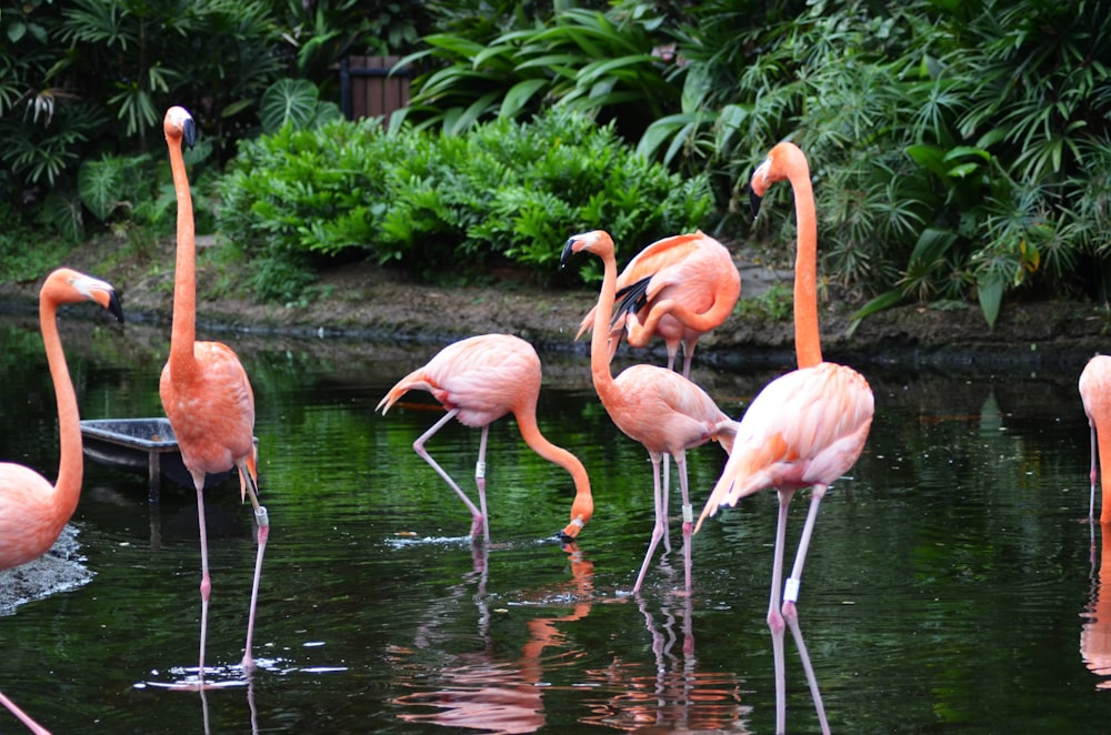group of flamingo on lake