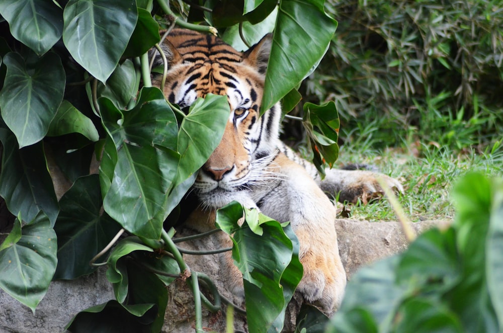 tigre adulte se cachant derrière des feuilles