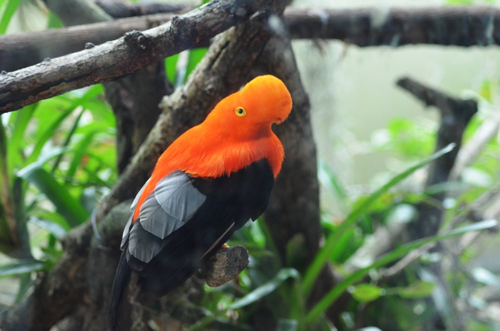 black and orange bird perched on tree branch