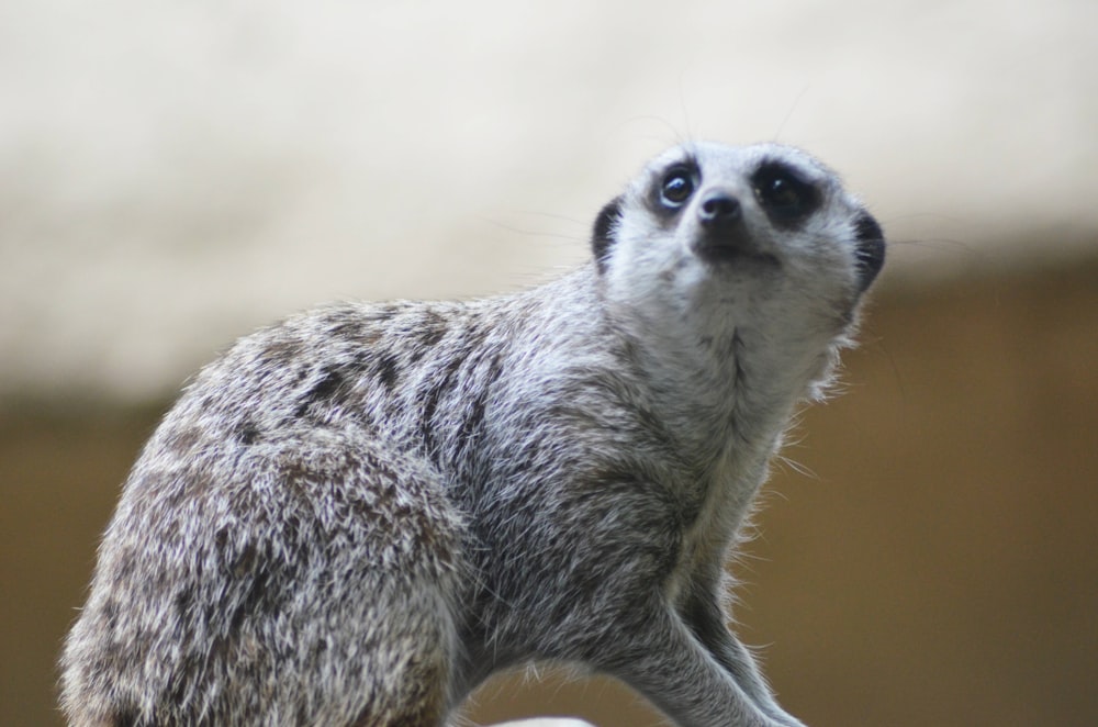 brown meerkat