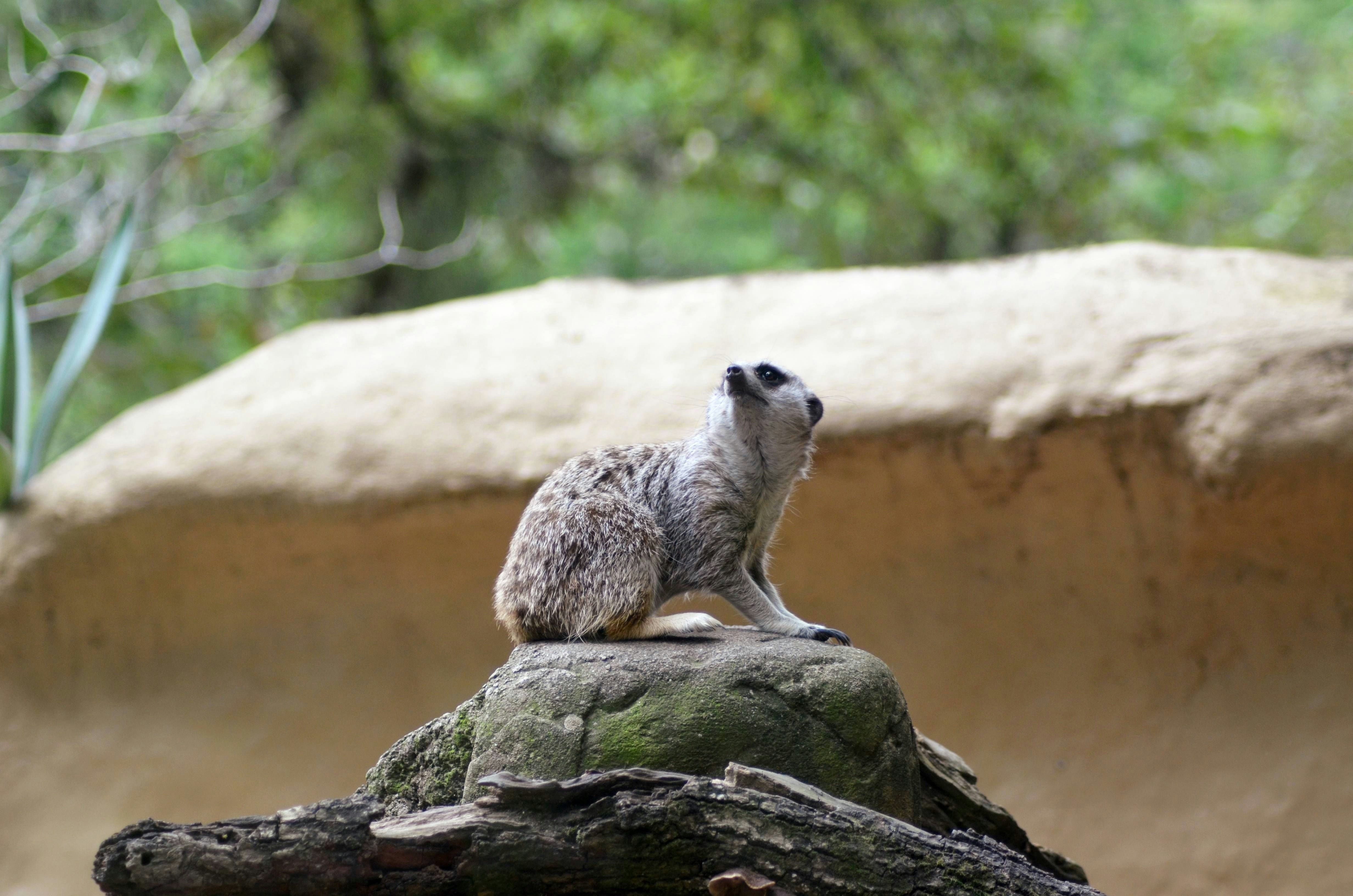 Predators That Keep Meerkat Sentinels on High Alert (image credits: unsplash)